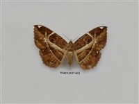 藏品(夜蛾276)的圖片